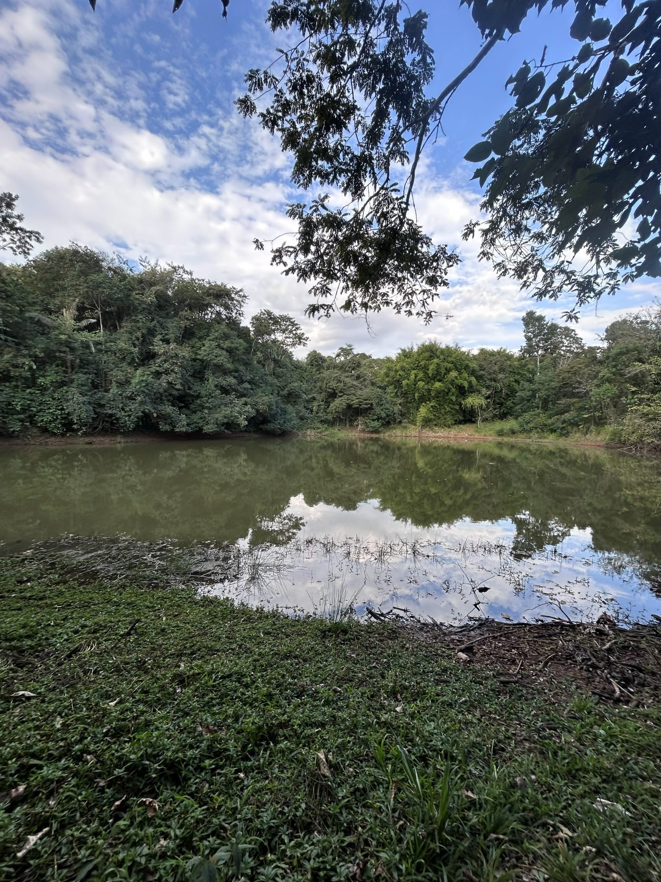 Lago do sítio com reflexo da mata nativa