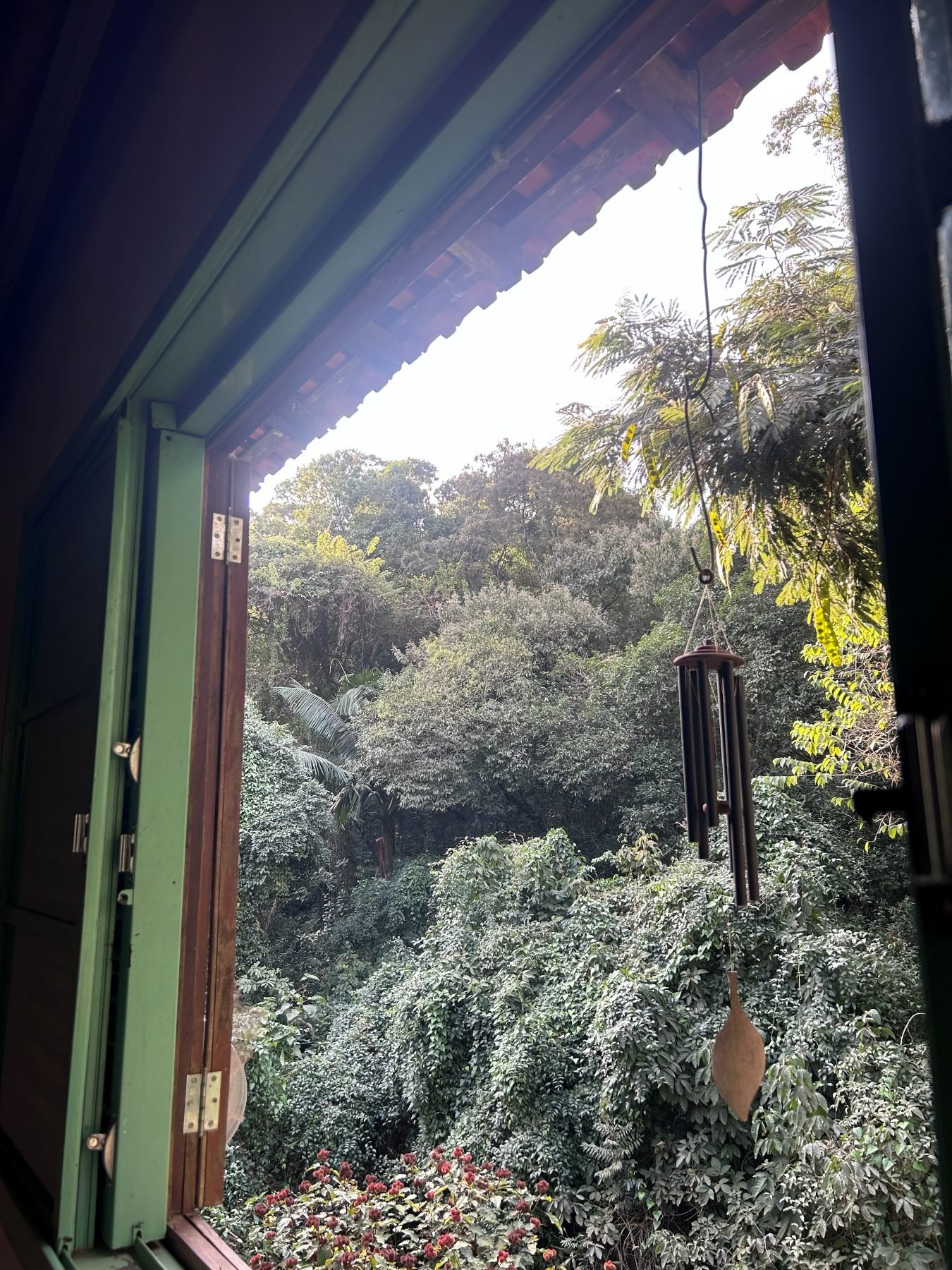 Vista da mata nativa a partir da casa de apoio